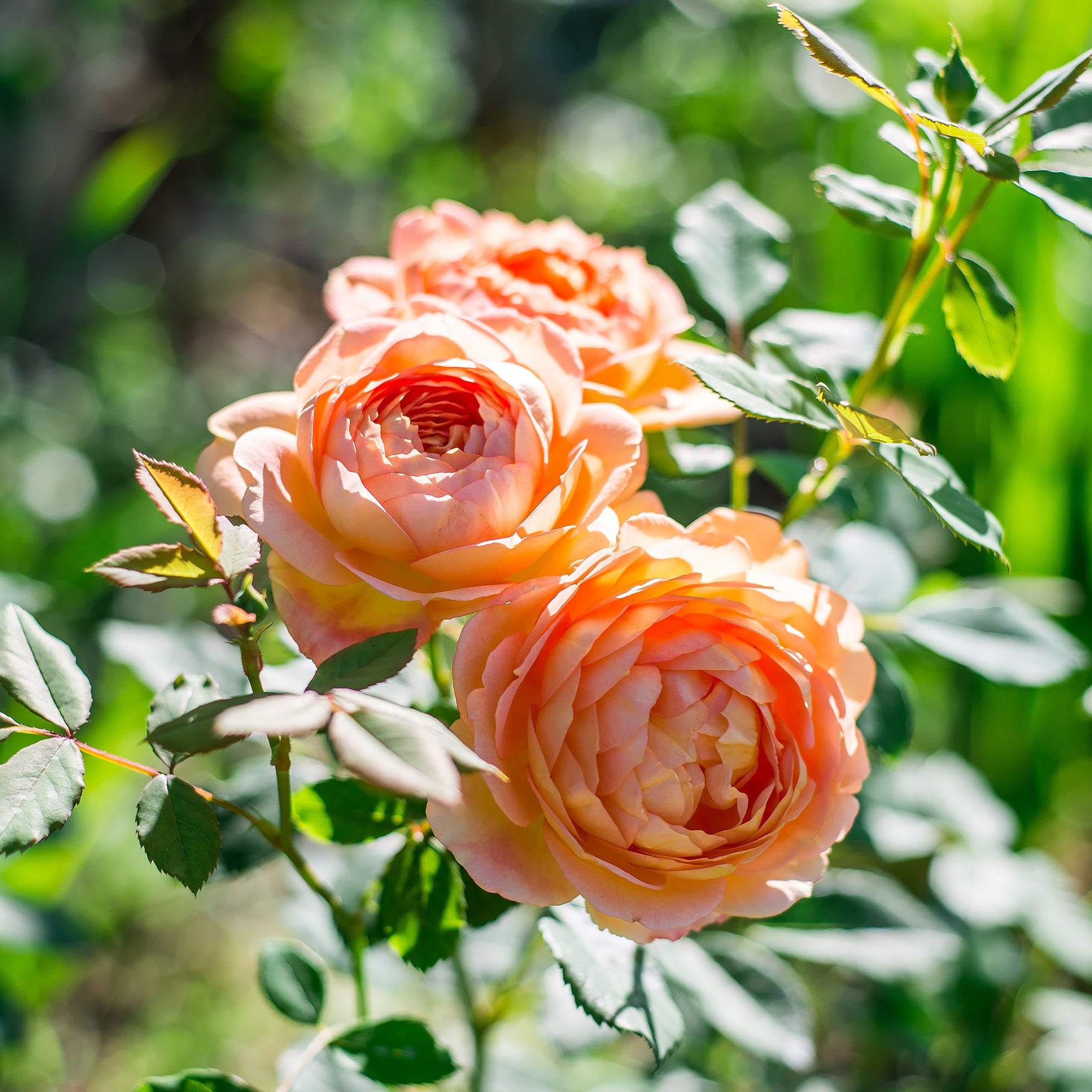 Bakker Rosier Lady of Shalott pot 4L 15-40cm orange