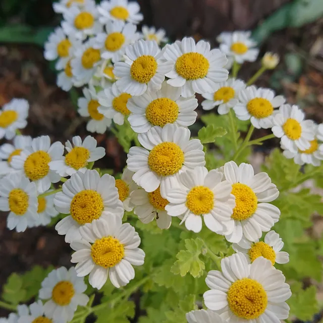 Passion Vivaces Tanacetum parthenium Aureum plante vivace godet doré