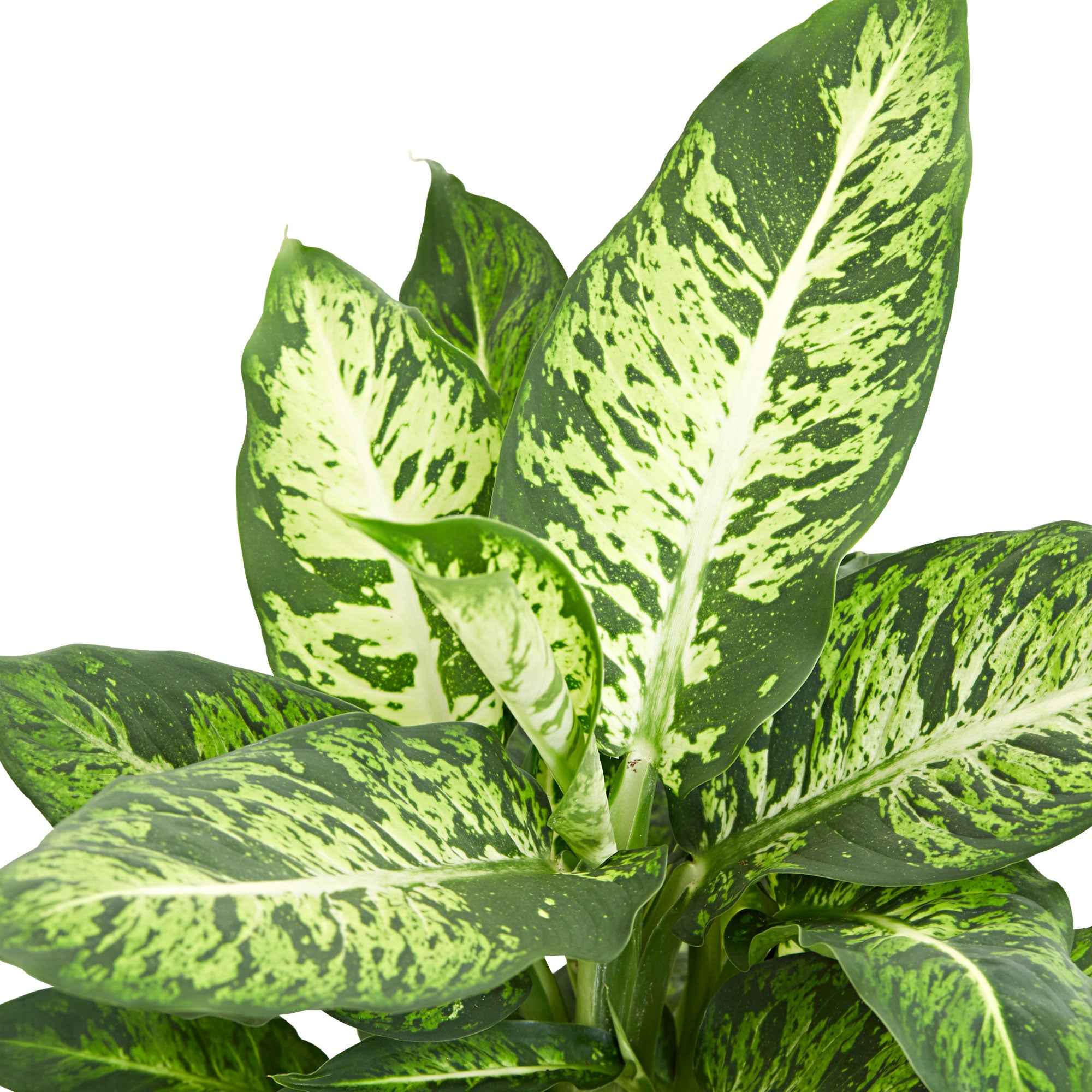 Bakker Sublime Dieffenbachia plante verte pot 17cm