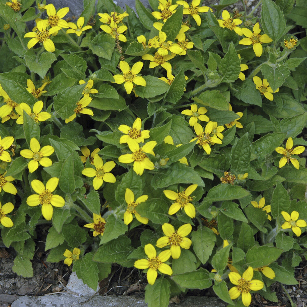 Bakker Genou Doré Plante Vivace Pot Ø 9cm Fleur Jaune