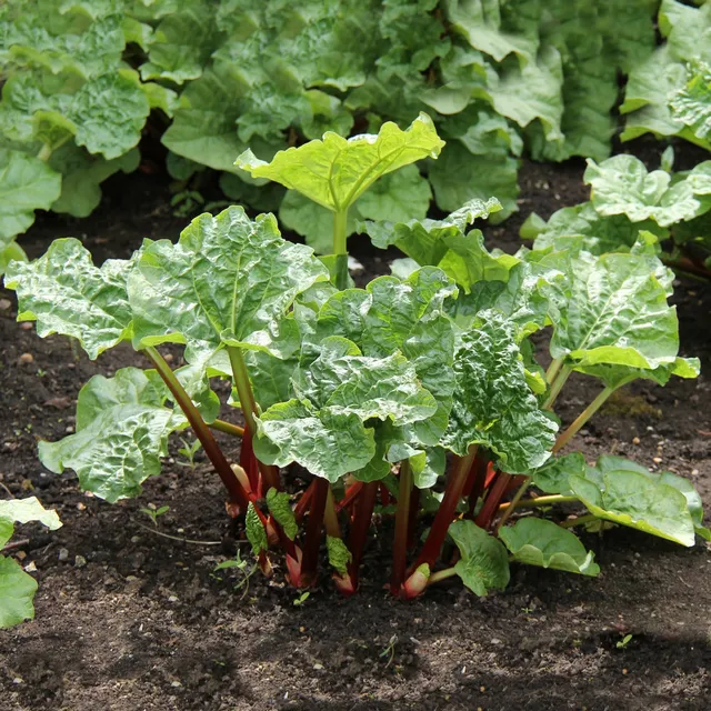 Bakker Rhubarbes pied vivace paquet 3 racines nues potager