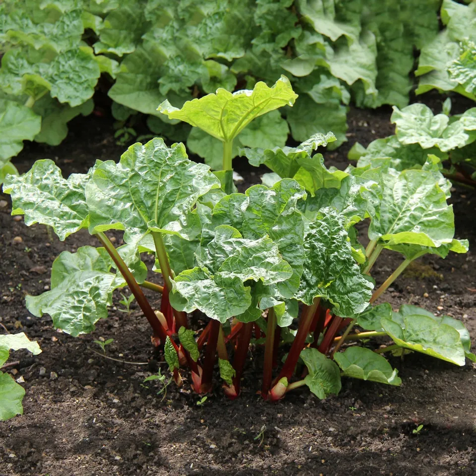 Bakker Rhubarbes pied vivace paquet 3 racines nues potager