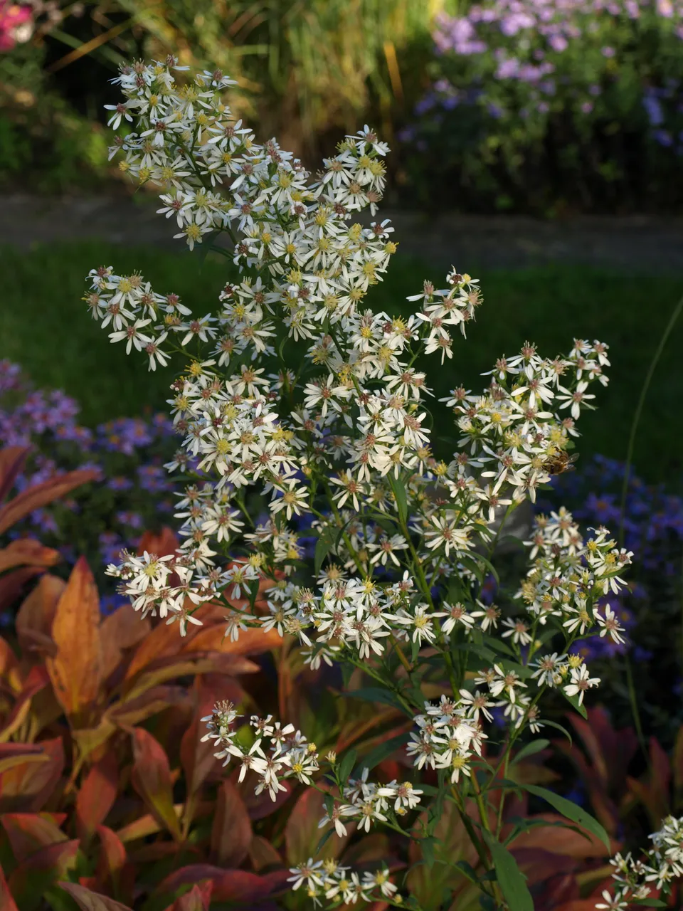 Passion Vivaces Aster sagittifolius plante vivace godet fleurs blanches