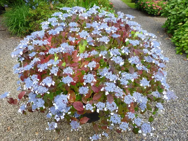 Les Hortensias du Haut Bois Woodlander hortensia serrata godet