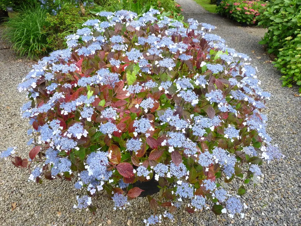 Les Hortensias du Haut Bois Woodlander hortensia serrata godet