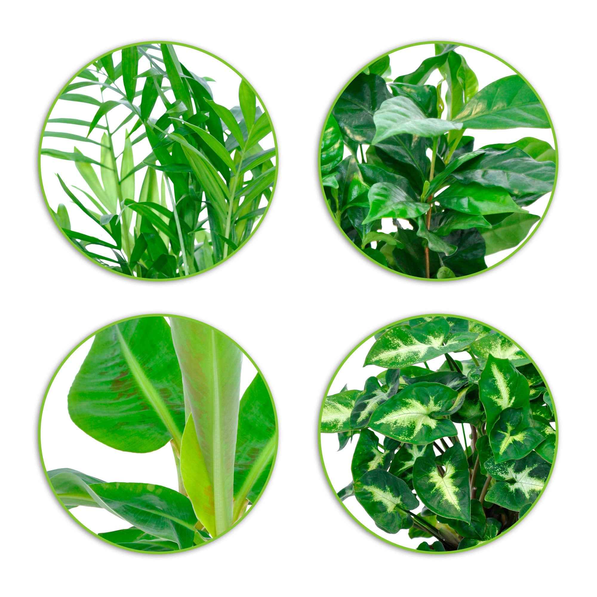 Bakker Collection 4 plantes tropicales pots 12cm palmier bananier