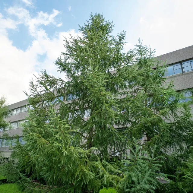 Bakker Mélèze du Japon Larix kaempferi arbre pot 2L 80-100cm