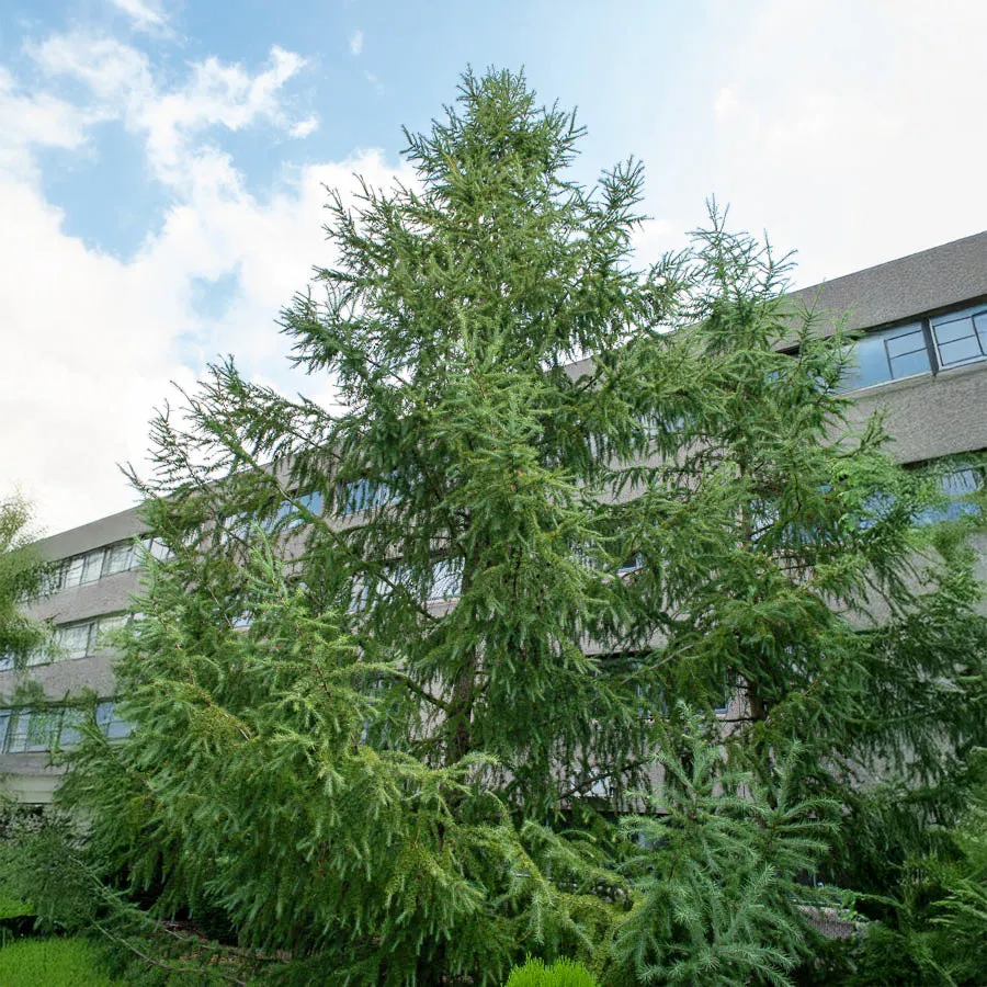 Bakker Mélèze du Japon Larix kaempferi arbre pot 2L 80-100cm