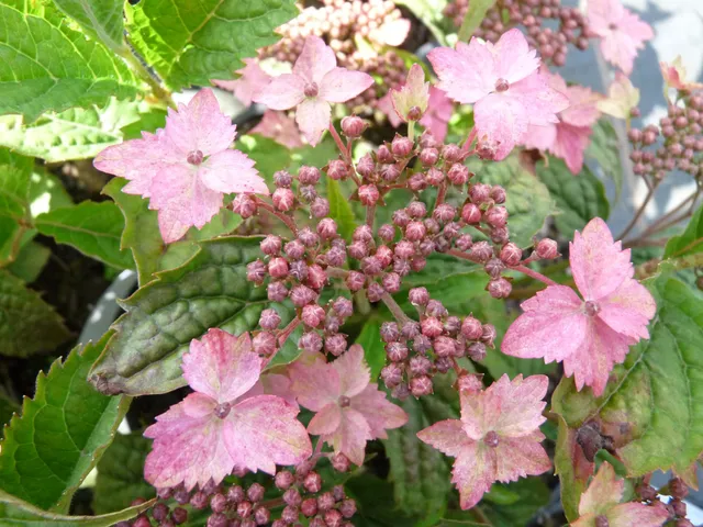Les Hortensias du Haut Bois Issusai Jaku hortensia serrata blanc godet
