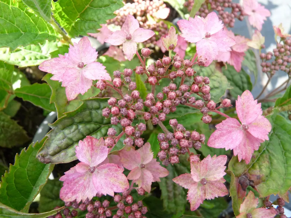 Les Hortensias du Haut Bois Issusai Jaku hortensia serrata blanc godet