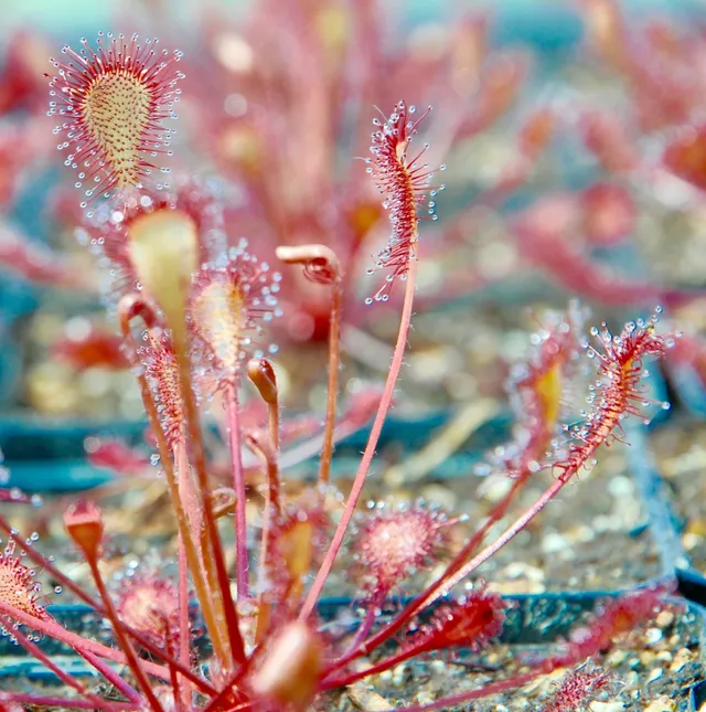 Carniflore Drosera x eloisiana Nightmare plante carnivore rustique
