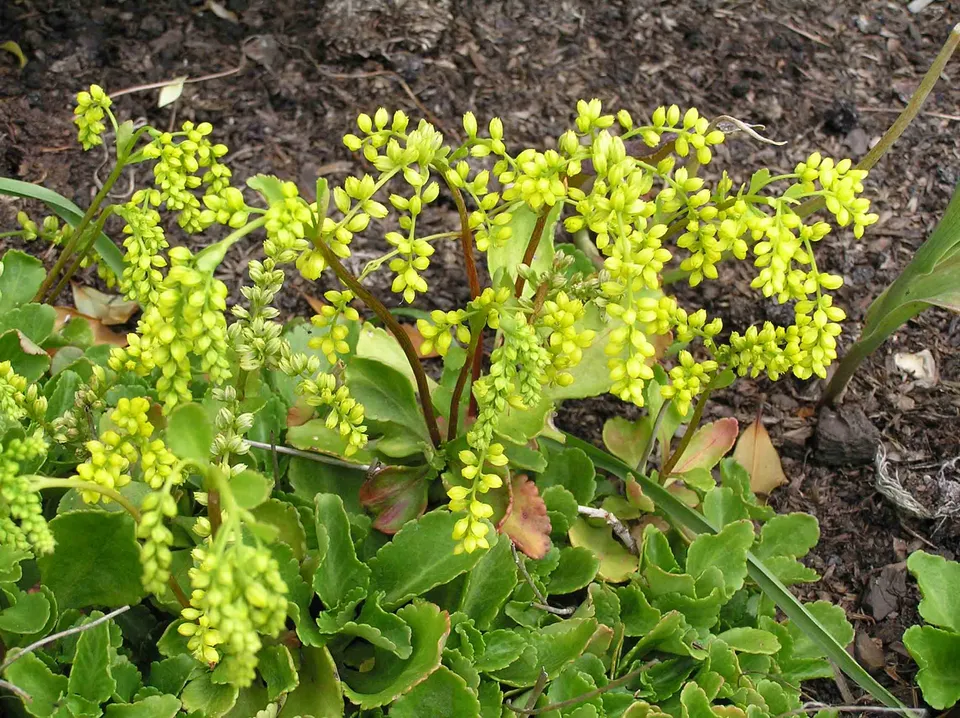 Passion Vivaces Chiastophyllum oppositifolium plante vivace pot 1 litre fleurs or