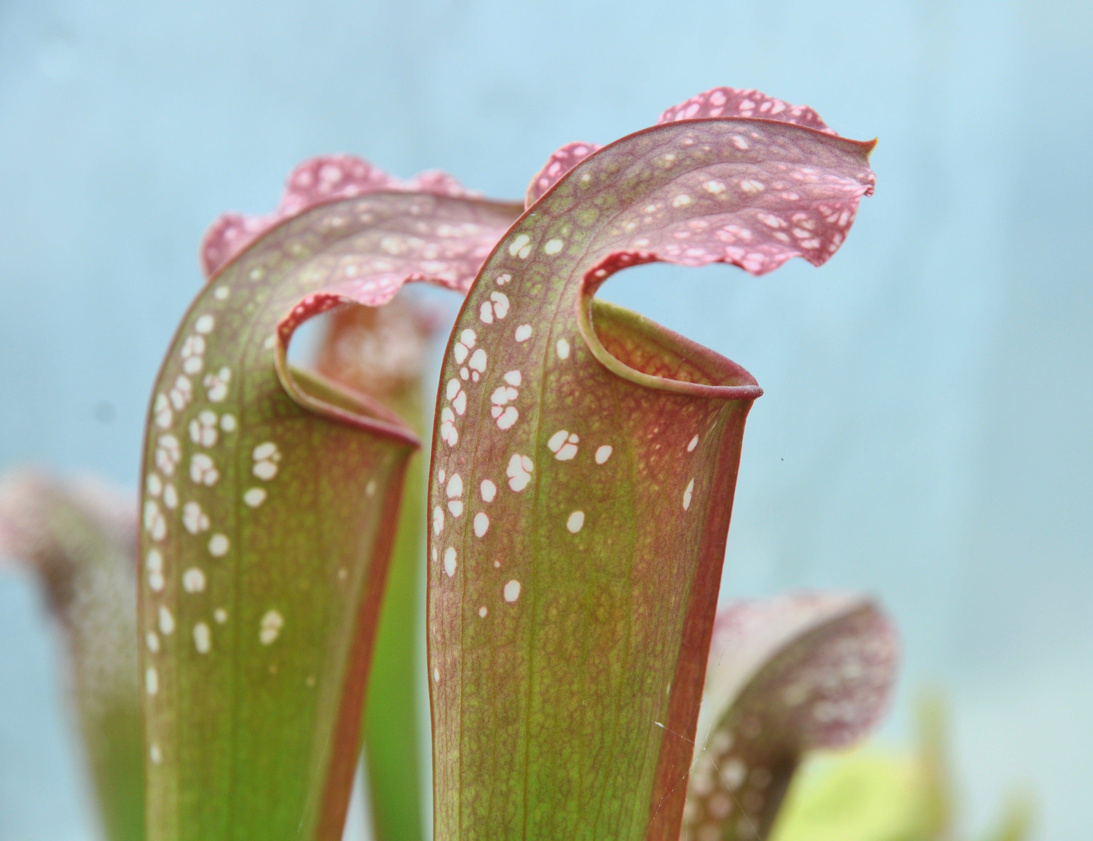 Carniflore Sarracenia x excellens plante carnivore 1 point 70/80cm