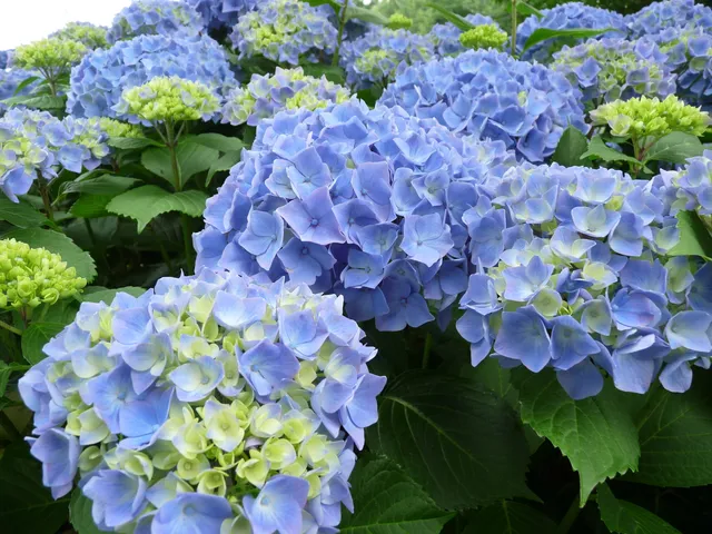 Les Hortensias du Haut Bois Niedersachsen hortensia godet rose