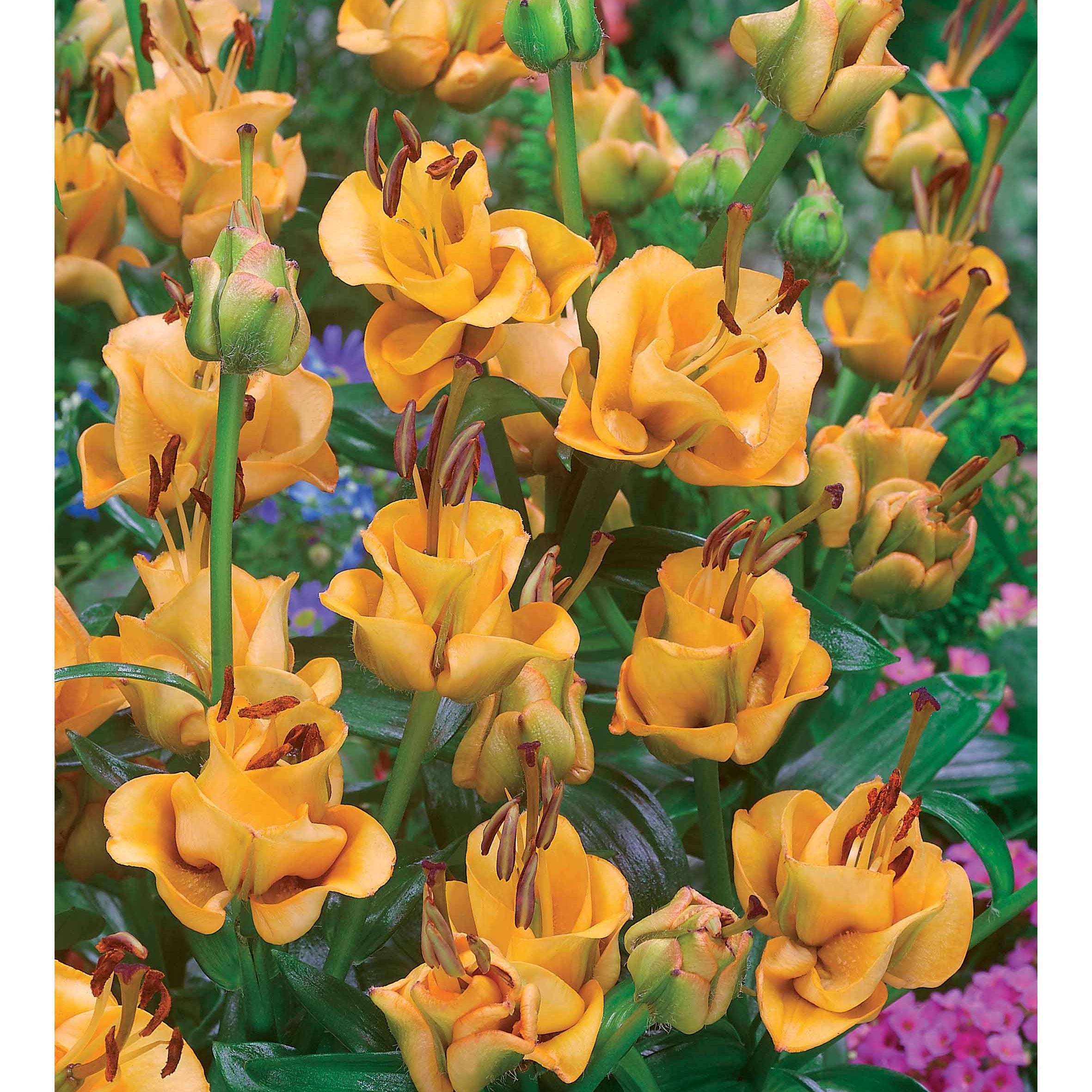 Bakker Lis Apricot Fudge bulbes x3 abricot 12-14cm floraison été