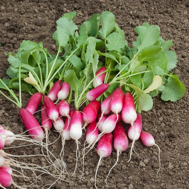 Bakker Collection 7 sachets graines potager tomates radis