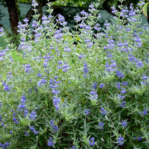 Bakker Barbe bleue Heavenly Blue arbuste pot Ø 9cm bleu