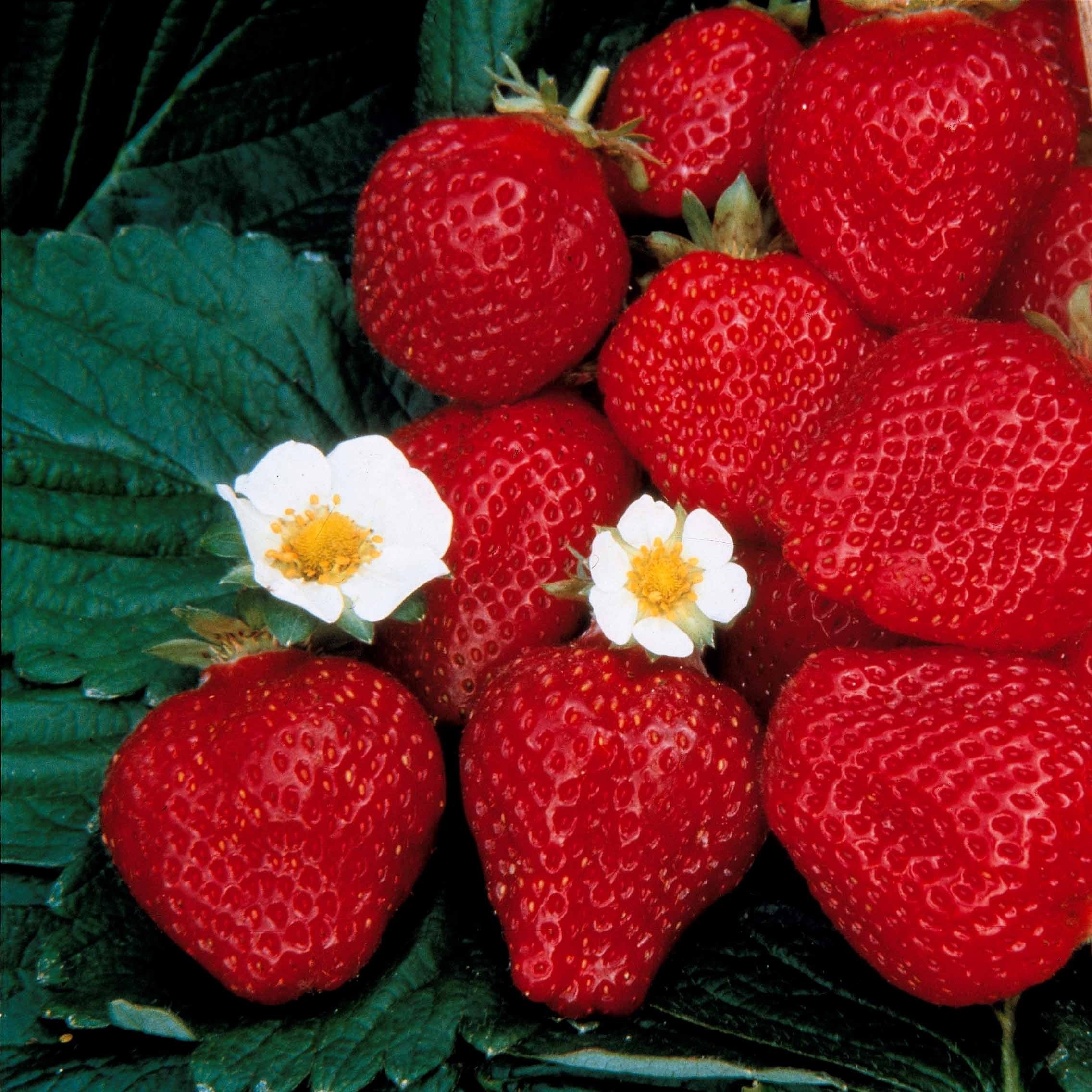 Bakker Fruitiers Fraisier Maestro fraisier 5 racines nues
