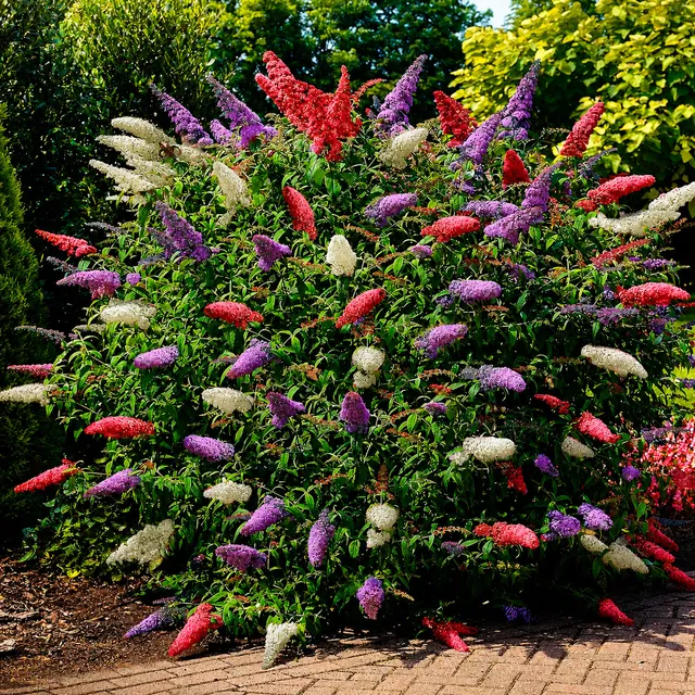 Bakker Tricolor arbre à papillons pot 2L 3 couleurs