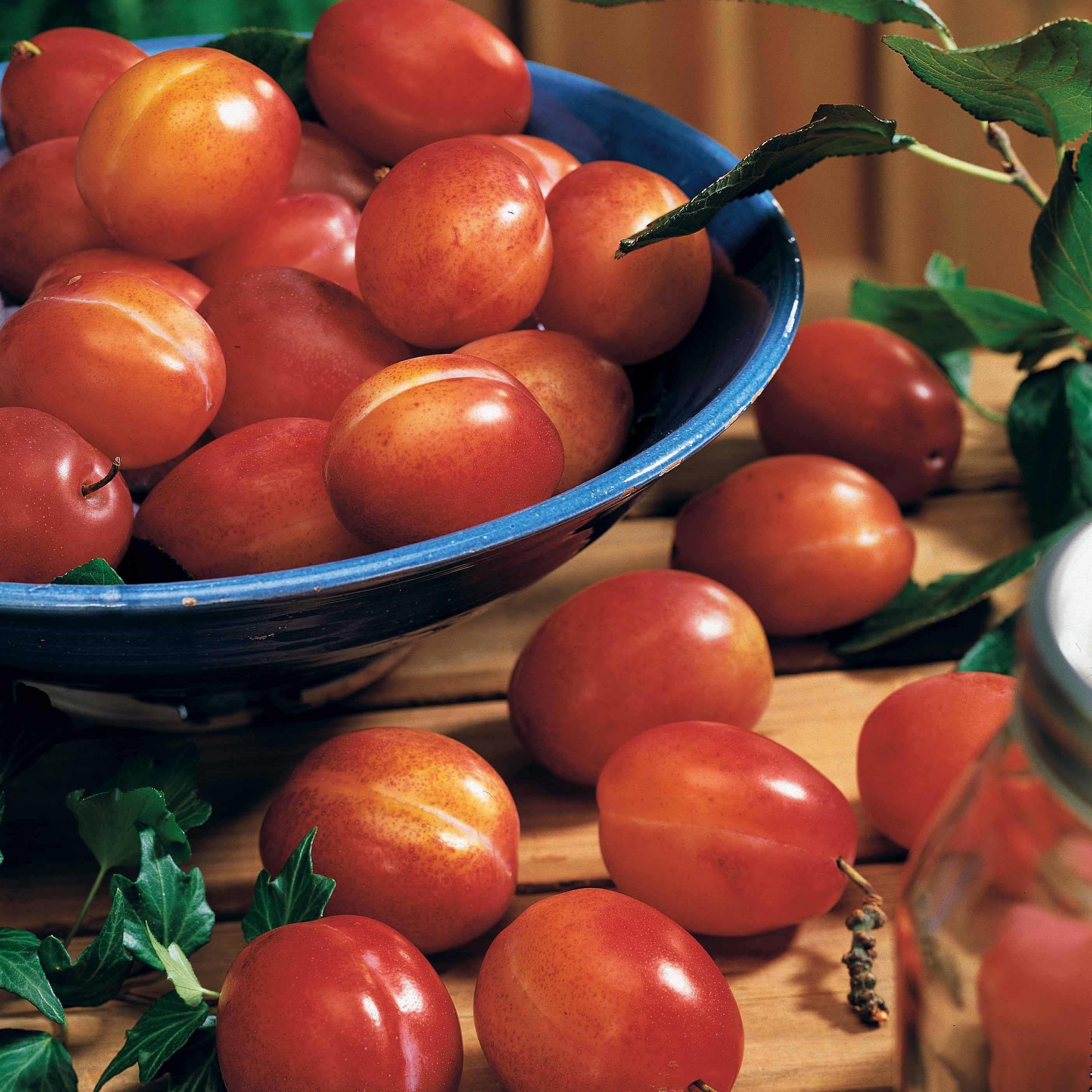 Bakker Prunier Victoria fruitier pot 1,5L autofertile prunes