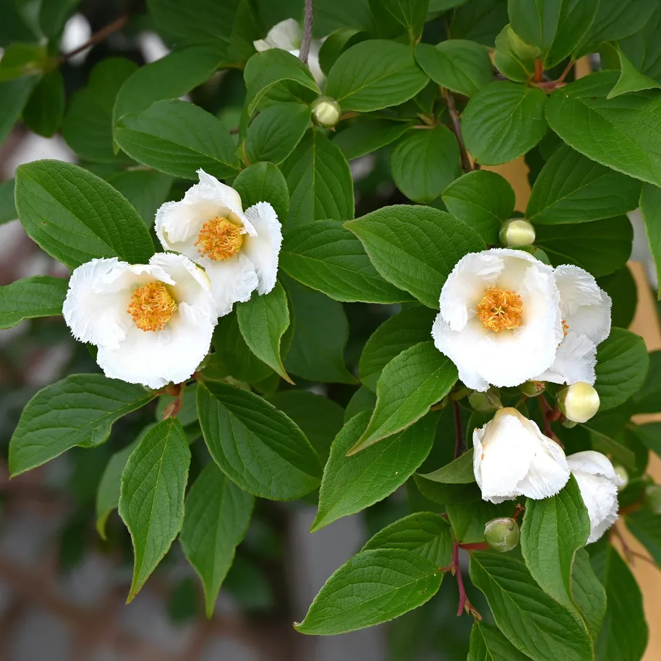 Bakker Stewartia arbre fleurs blanches pot 3L 60-70cm