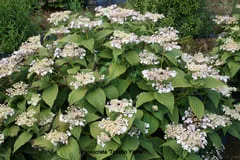 Les Hortensias du Haut Bois Tokado-yama hortensia macrophylla godet