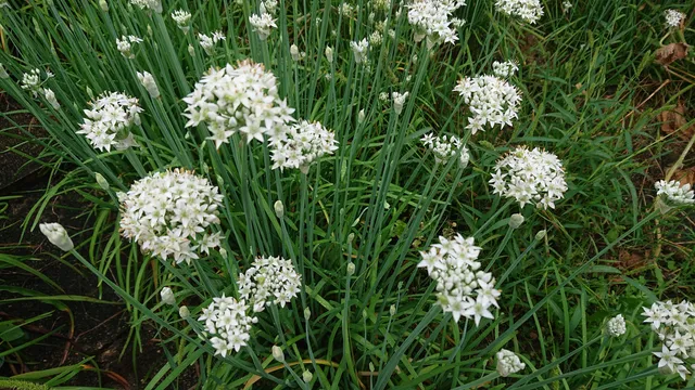 Passion Vivaces ALLIUM tuberosum ciboulette chinoise blanche