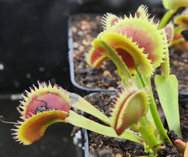 Carniflore Dionée Dionaea UK1 plante carnivore pot 9cm pièges 4cm