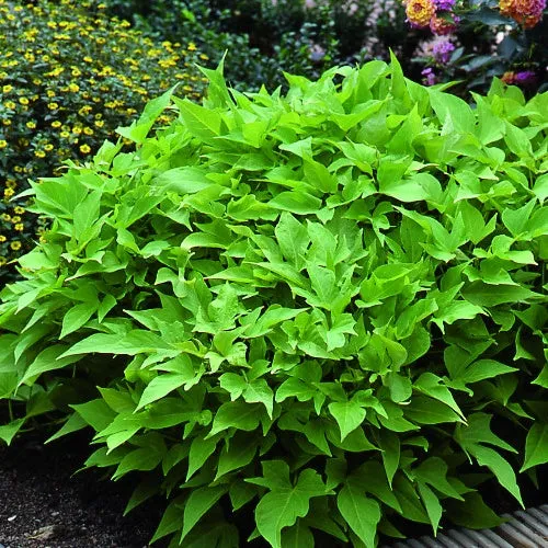 Bakker Ipomées Sweet Caroline Green 3 pots Ø10,5cm retombant