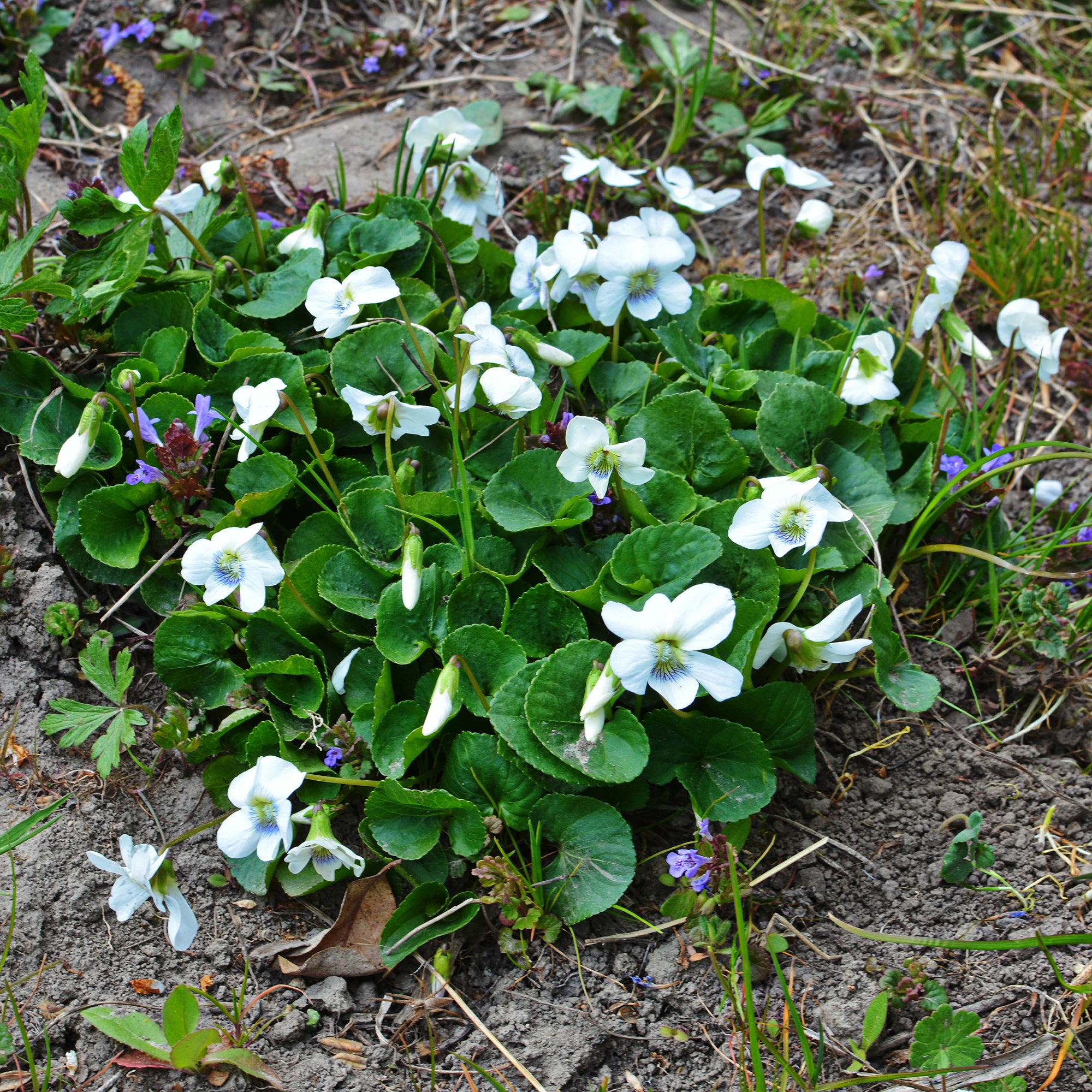Bakker Plantes vivaces violette odorante blanche pot Ø9cm parfumée