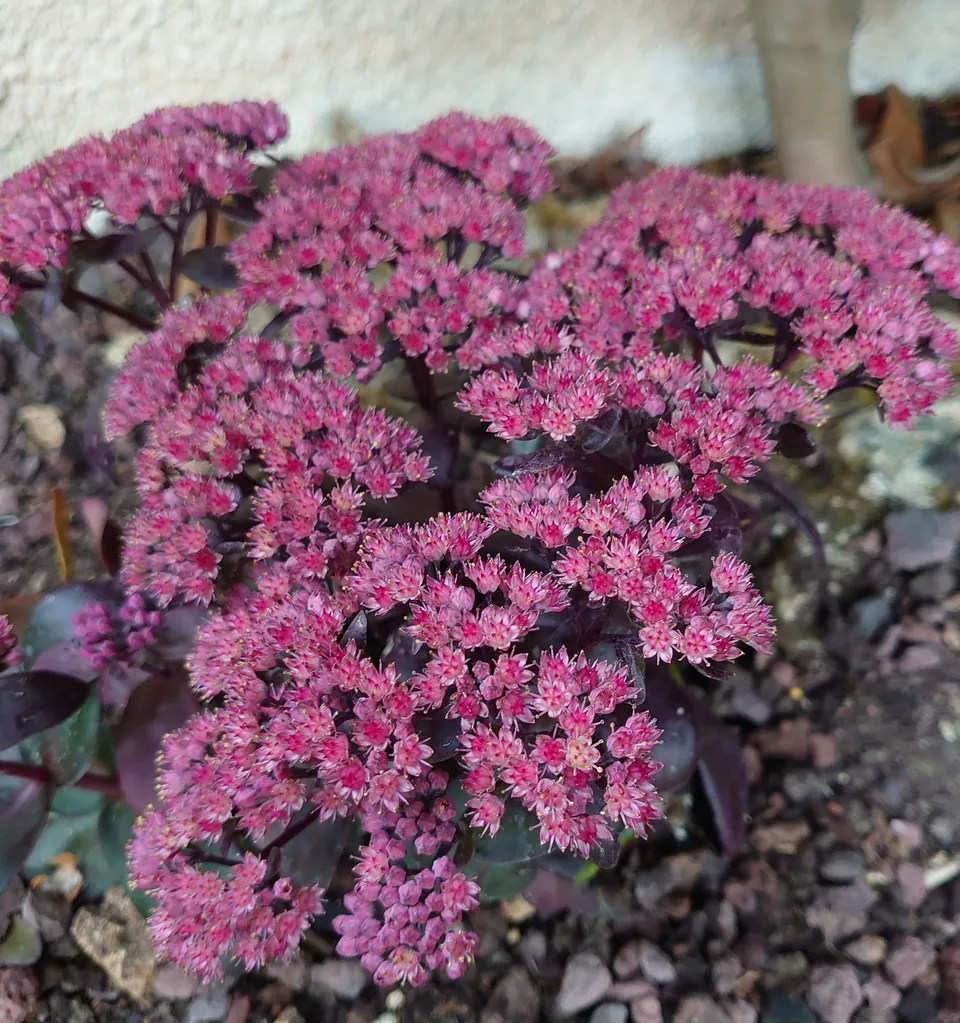 Passion Vivaces Sedum Dark Magic orpin pot 1 litre feuillage pourpre