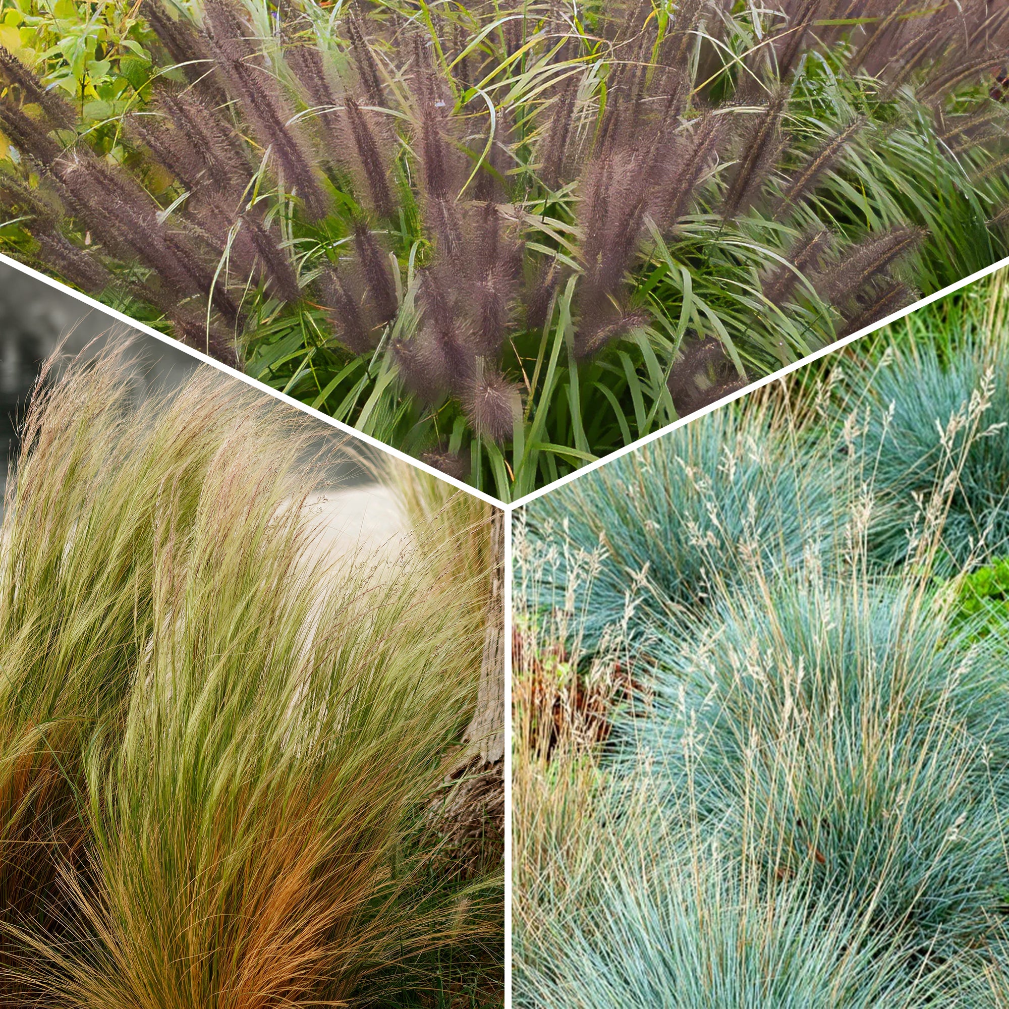Bakker Plantes d'extérieur 3 graminées sol sec 3 pots Ø 9cm