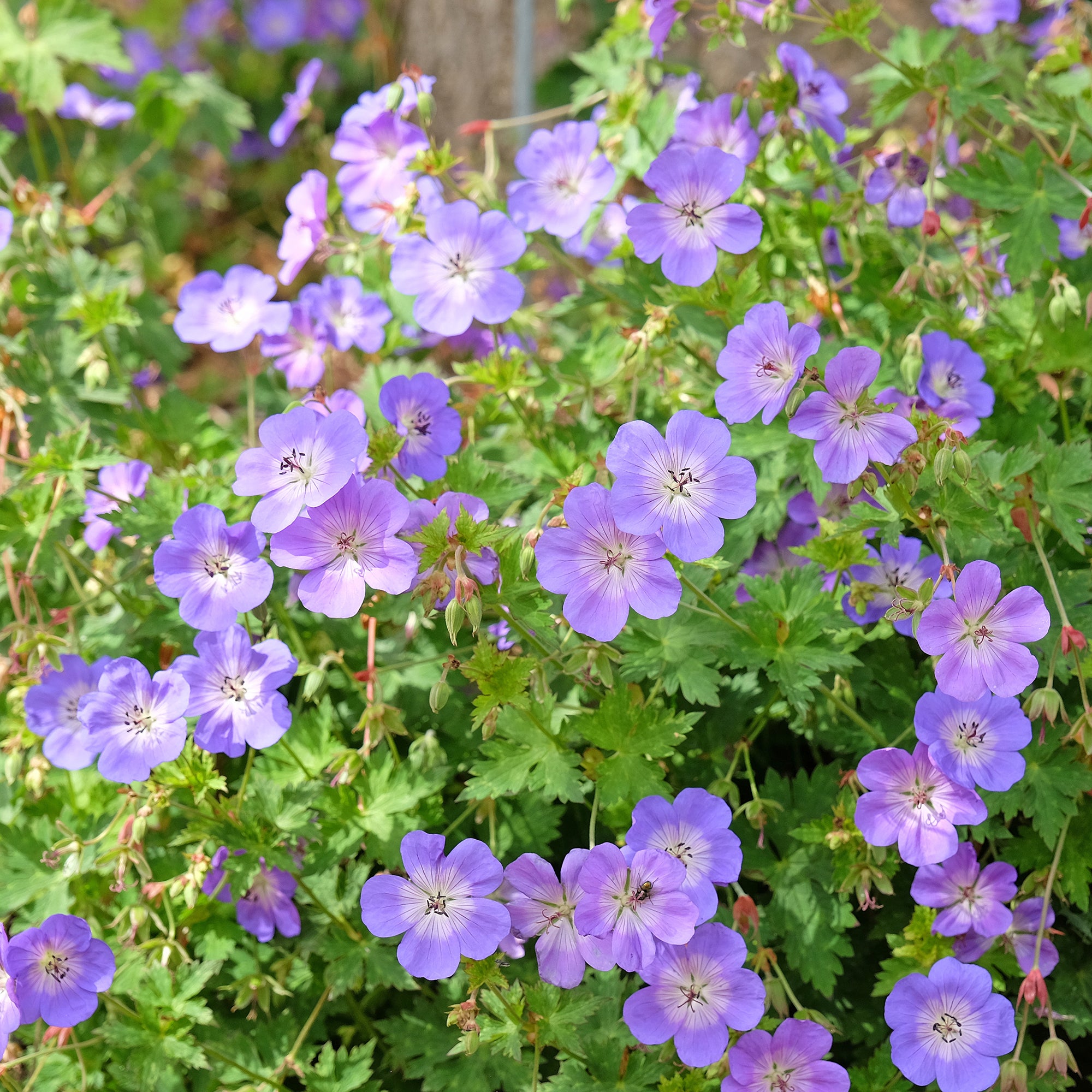 Bakker Rozanne géranium vivace pot 9cm violet floraison longue
