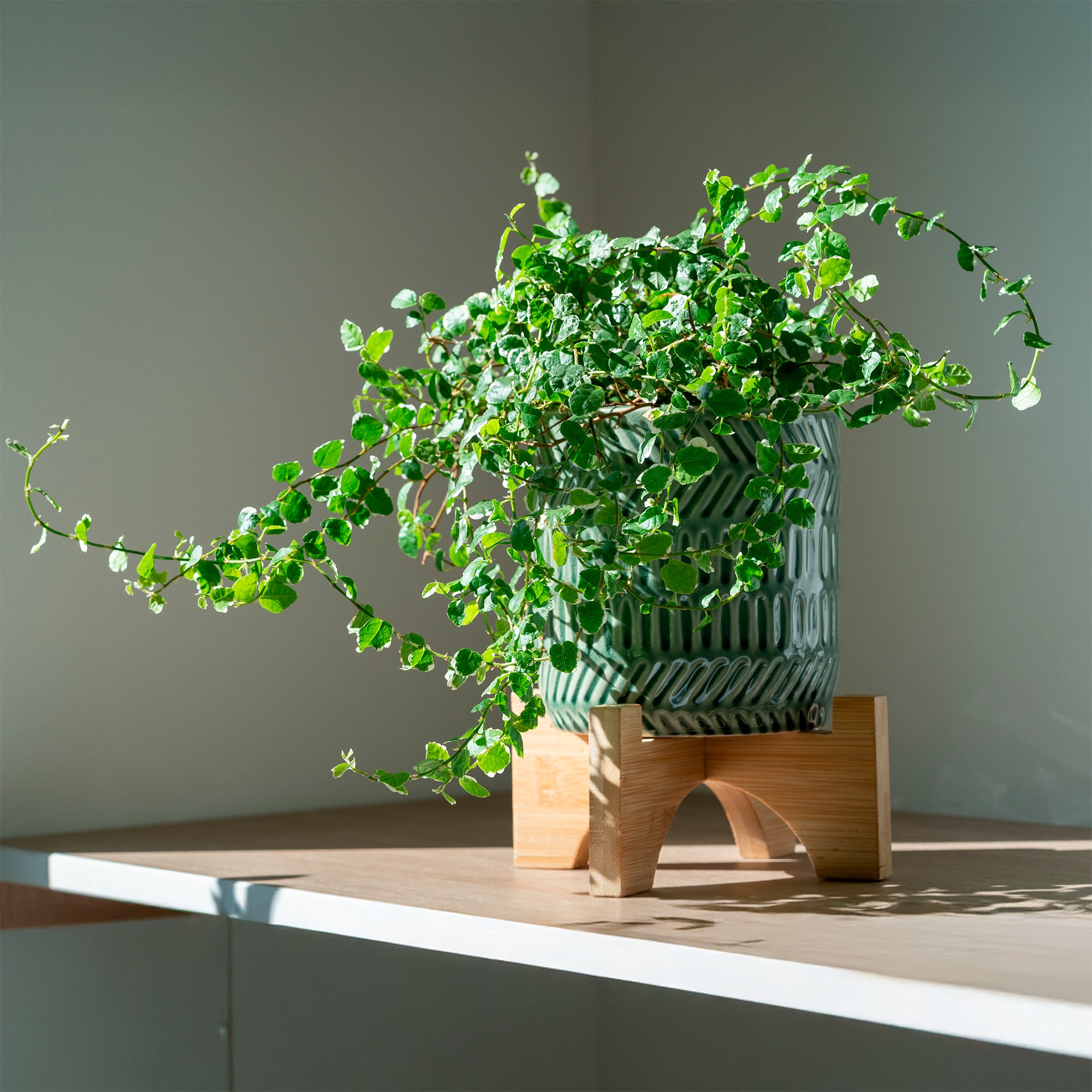 Bakker Ficus pumila White Sunny plante verte pot Ø12cm panaché