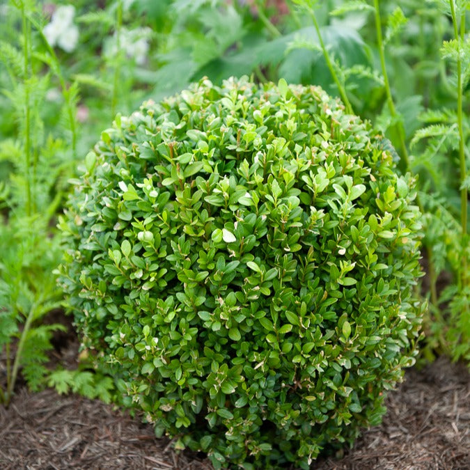 Bakker Buis boule Buxus pot 2L persistant 20 cm