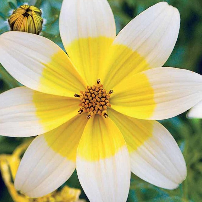 Bakker 3 Bidens jaunes 3 pots Ø 10,5 cm retombant soleil