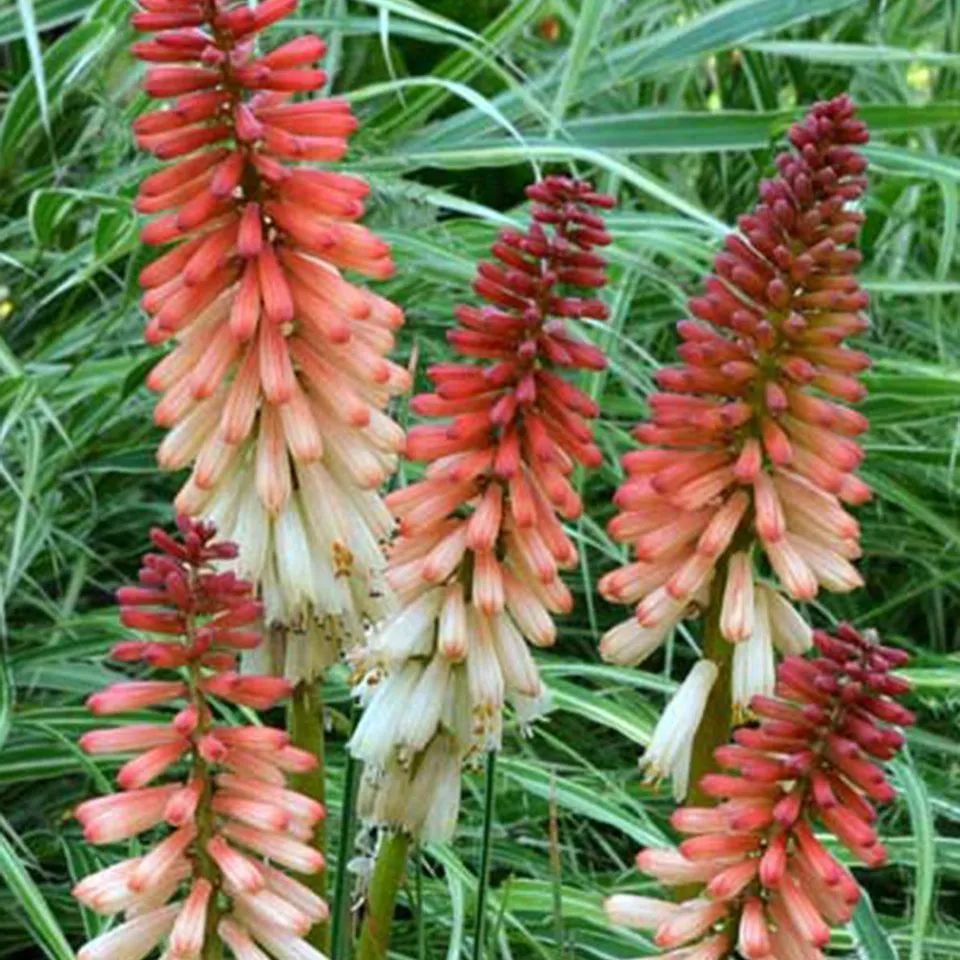Bakker Plantes vivaces Tritoma Orange Vanilla Popsicle fleur pot 8cm