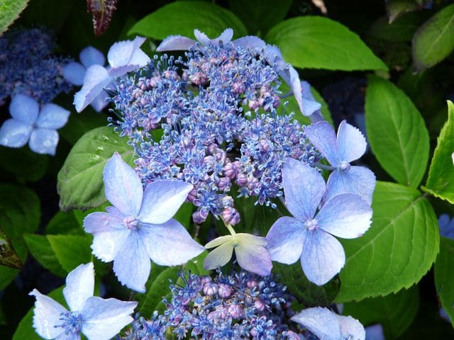 Les Hortensias du Haut Bois Kuro Hime hortensia serrata godet