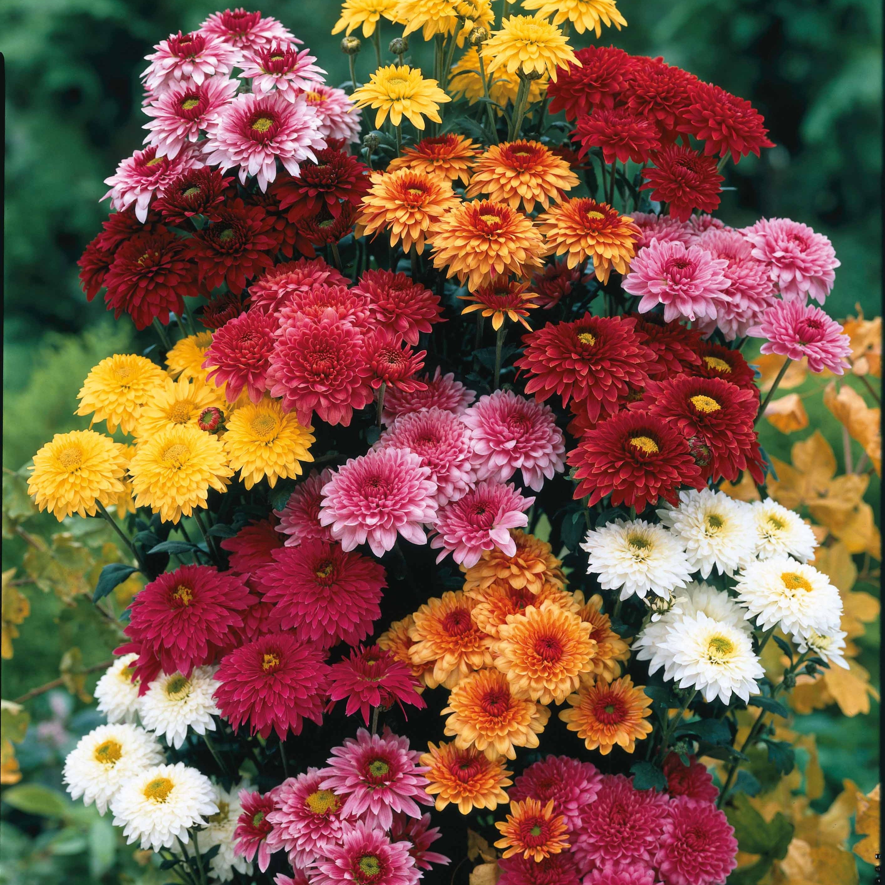 Bakker 3 Marguerites d'automne mélange 3 pots Ø9cm