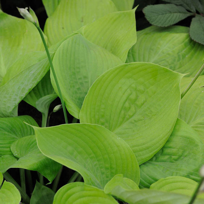 Bakker Plantes vivaces Hosta Sum and Substance hosta pot 9cm
