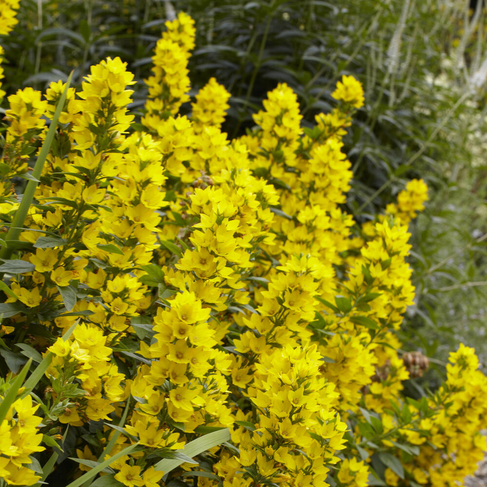 Bakker Plantes vivaces Lysimaque ponctuée pot Ø 9cm jaune