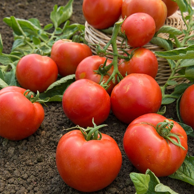 Bakker Tomate Montfavet 63/5 F1 sachet 60 graines rouge