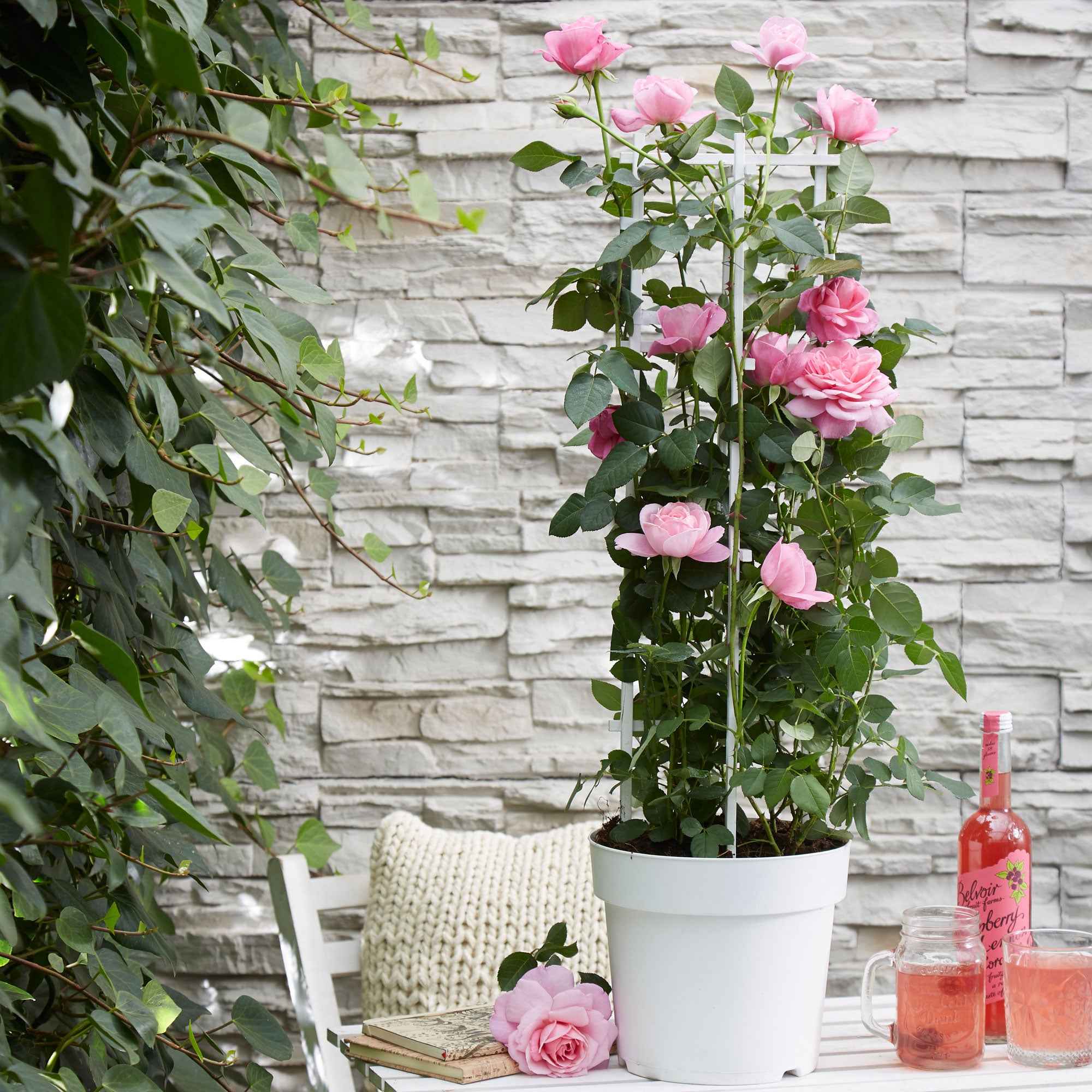 Bakker Rosiers grimpants parfumés mélange 3 pots Ø15cm
