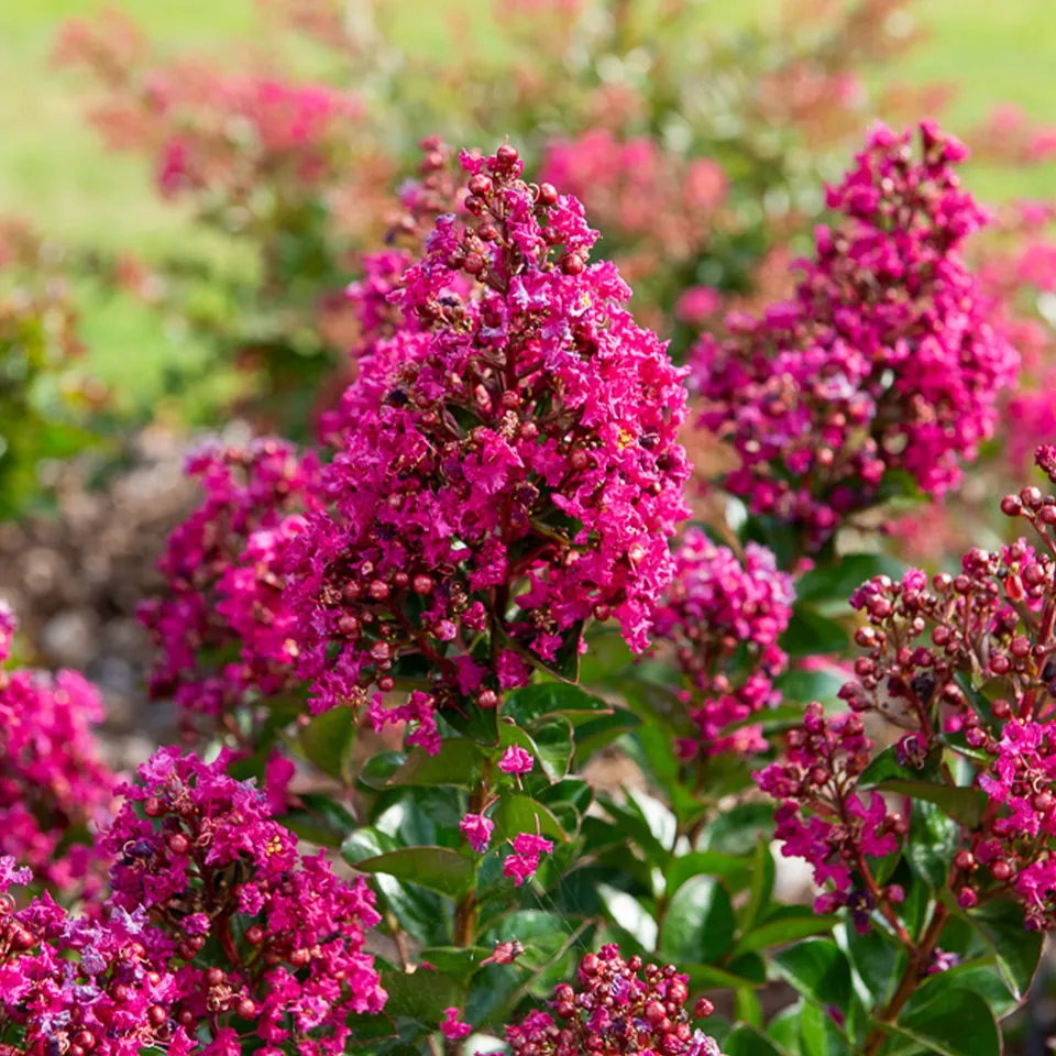 Bakker Berry Dazzle lilas des Indes fuchsia godet 9cm