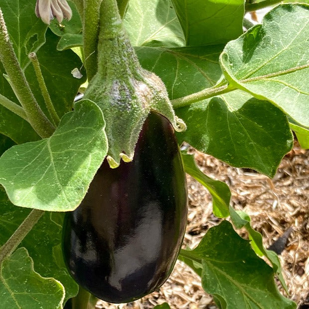 Bakker Bonica F1 aubergine sachet 0,2g violette précoce
