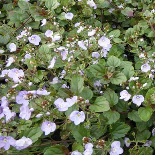Bakker Plantes vivaces Véronique Madame Mercier plante vivace pot 9cm violet