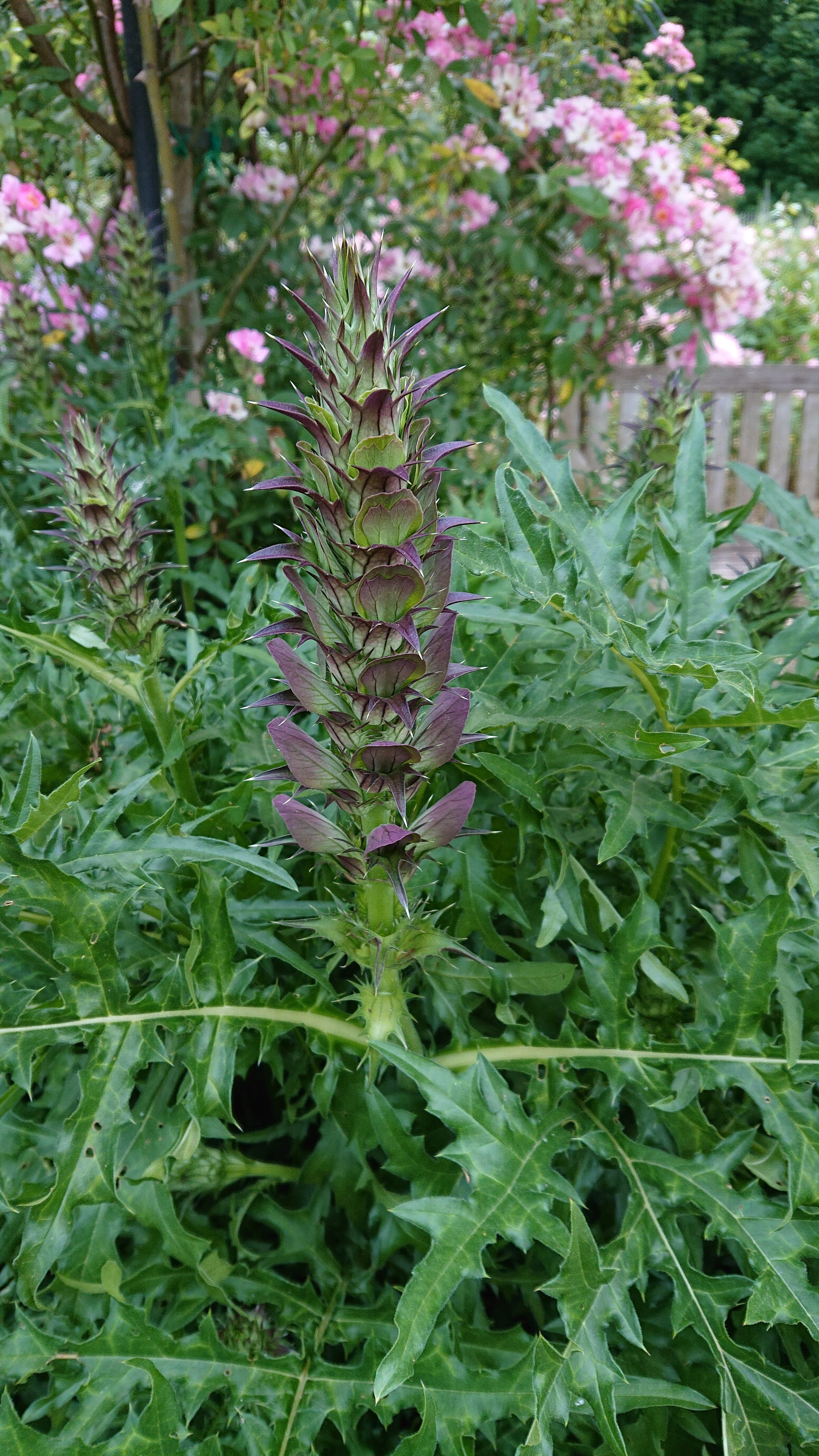 Passion Vivaces Acanthus spinosus acanthe épineuse godet