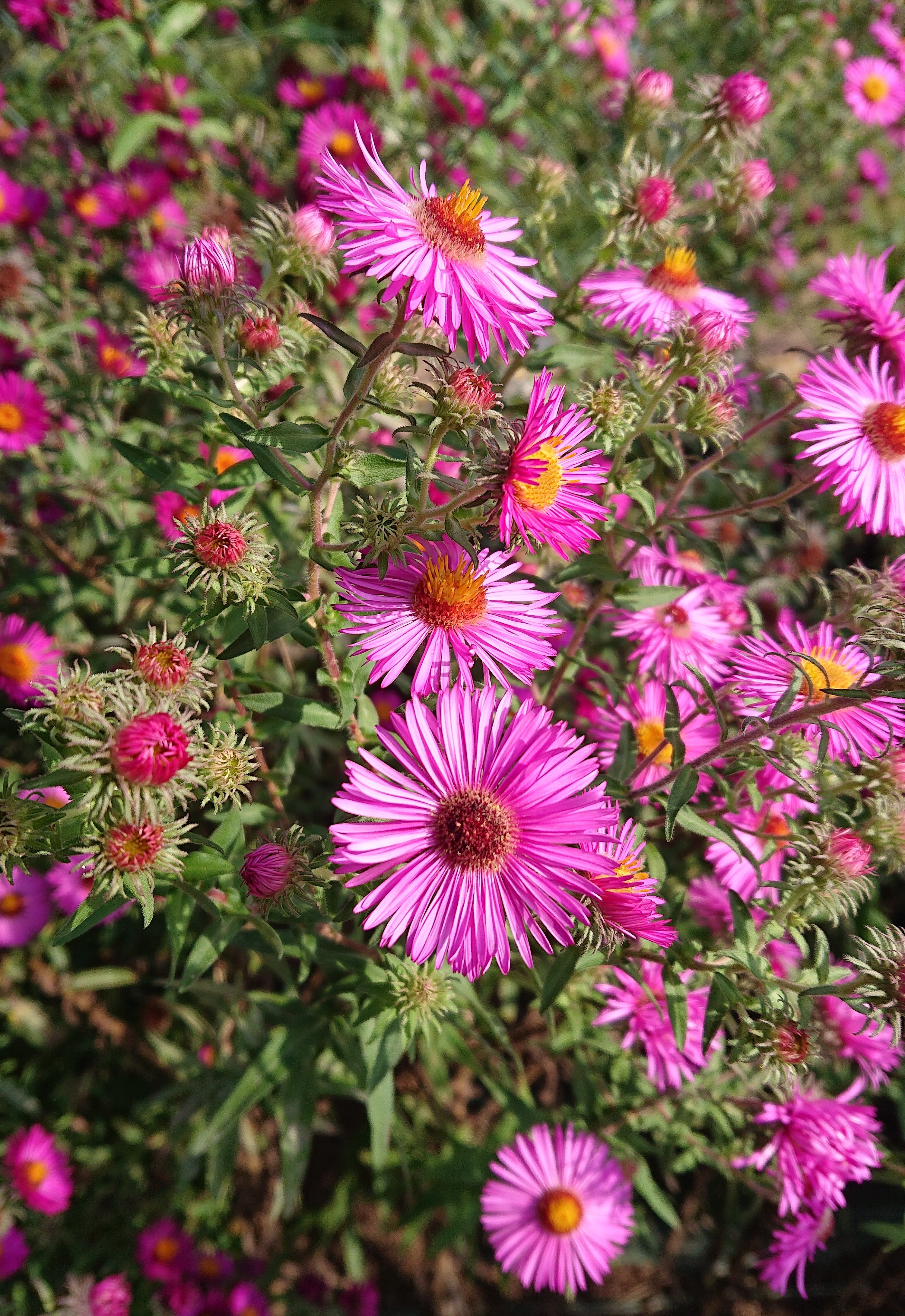 Passion Vivaces Aster novae-angliae Wineflower plante godet vin