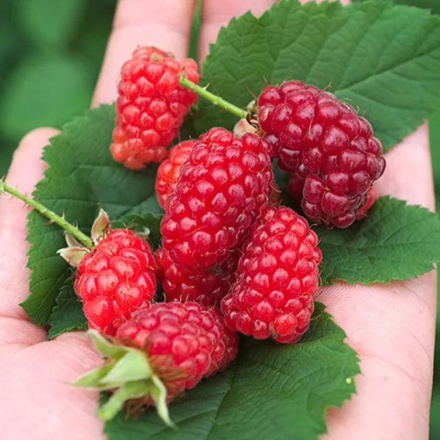 Bakker Bounty Berry mûre-framboise pot 3L fruit rouge