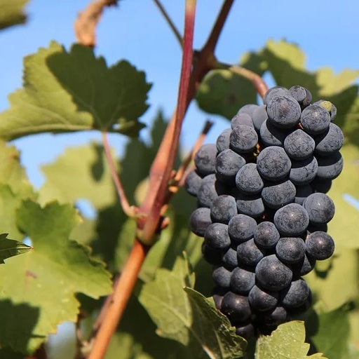 Bakker Vigne Vitis Vinifera lot 3 mottes 20-40cm